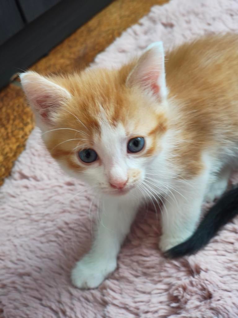 4 schattige kittens, Dieren en Toebehoren, Katten en Kittens | Overige Katten, Meerdere dieren