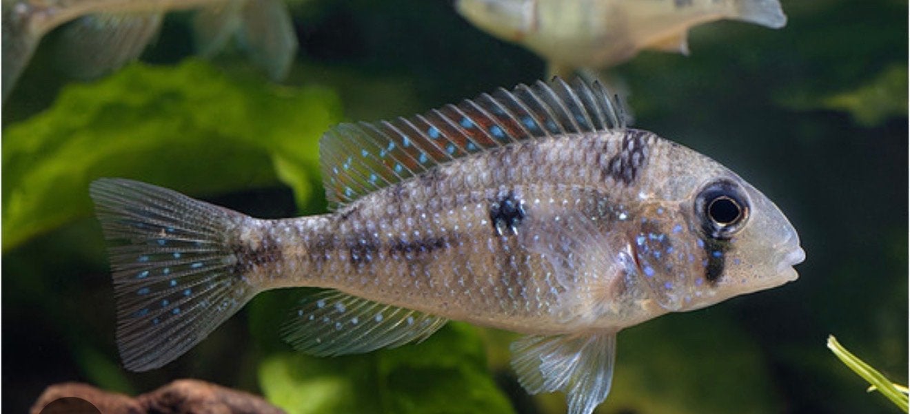 2x Gymnogeophagus Gymnogynes, Dieren en Toebehoren, Vis