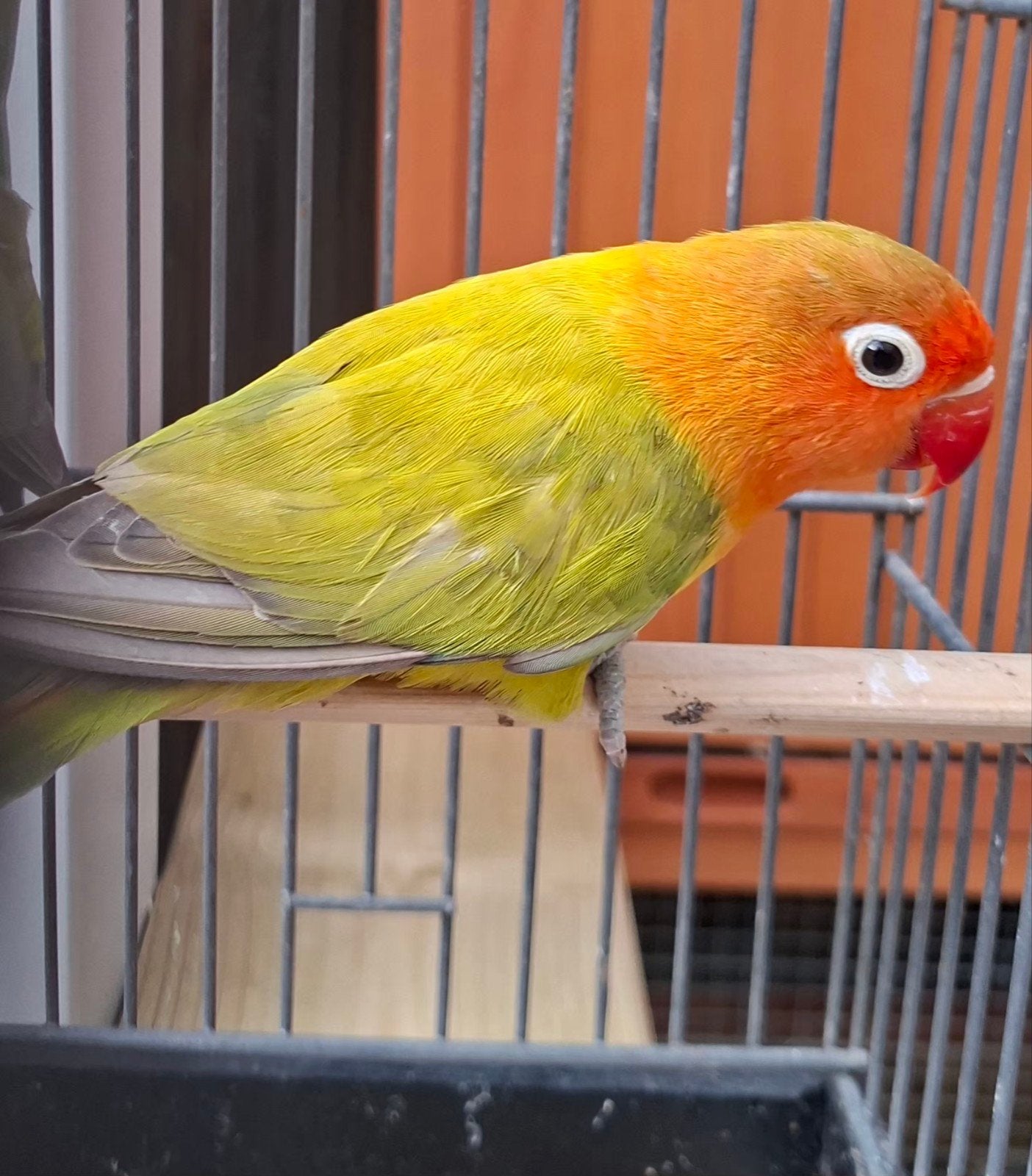 Agapornis dwergpapegaai, Vrouwelijk, Dwergpapegaai of Agapornis