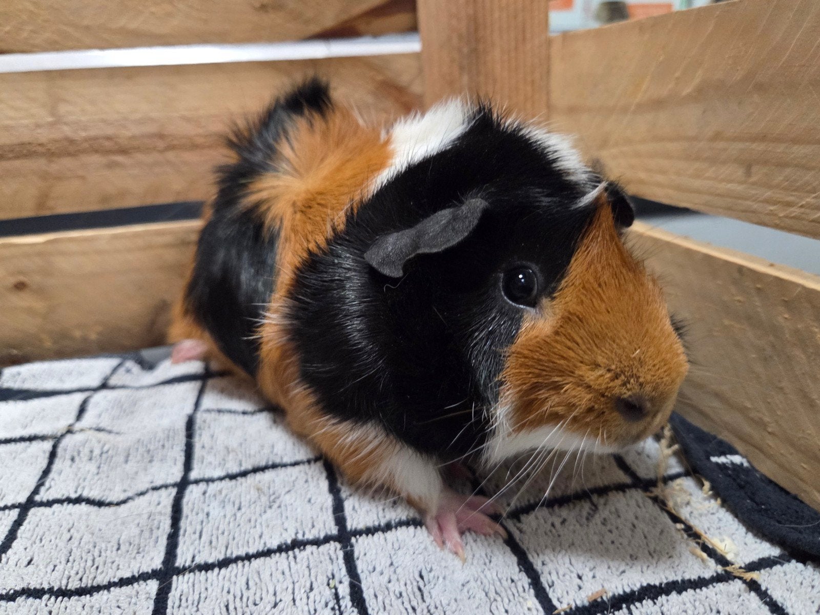 beertjes, Dieren en Toebehoren, Juni, Mannelijk, Cavia