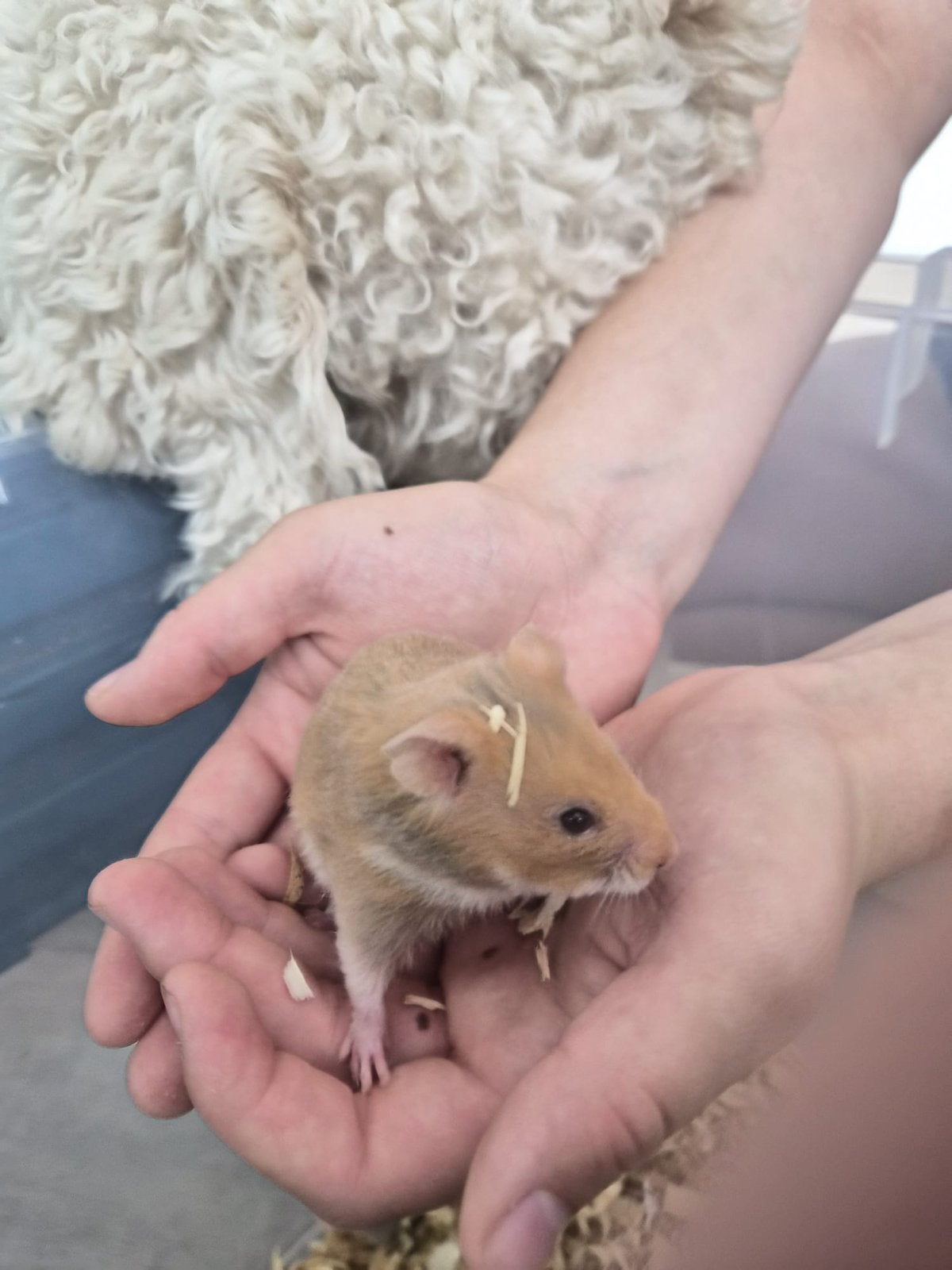 Goudhamster vrouwtje, Dieren en Toebehoren, Hamster, April, Vrouwelijk, Tam