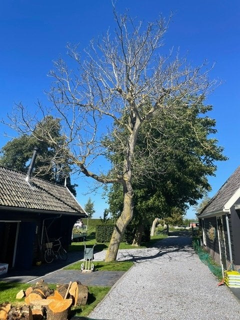 Notenboom / hout, Doe-het-zelf en Verbouw, Ophalen, Overige typen, Nieuw, Overige houtsoorten