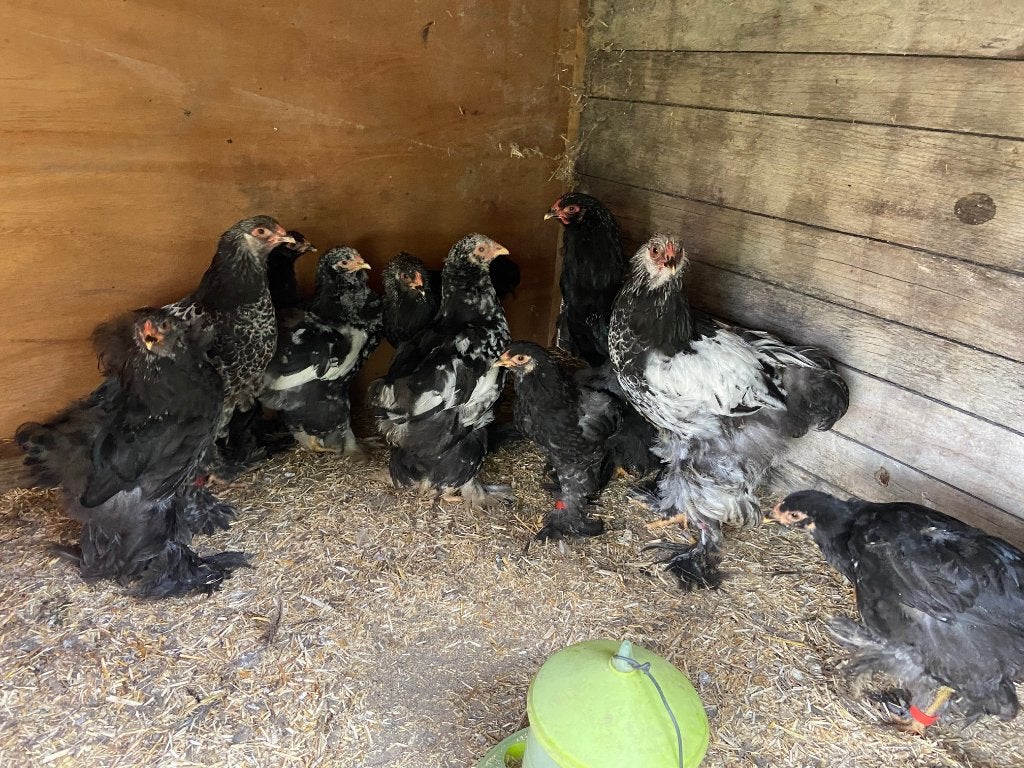 Brahma hanen van 10 tot 14 weken oud (gratis), Mannelijk, Kip