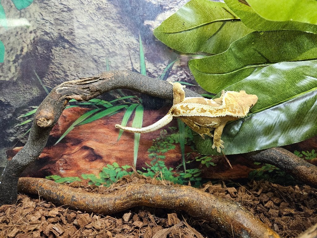 Correlophus ciliatus Wimpergekko's Crested Gecko photo 7