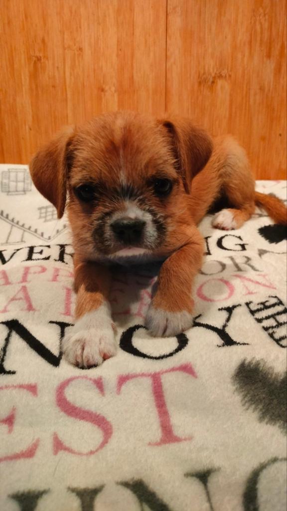 Leuke kruising pup, 8 tot 15 weken, Eén hond, Nederland, Particulier