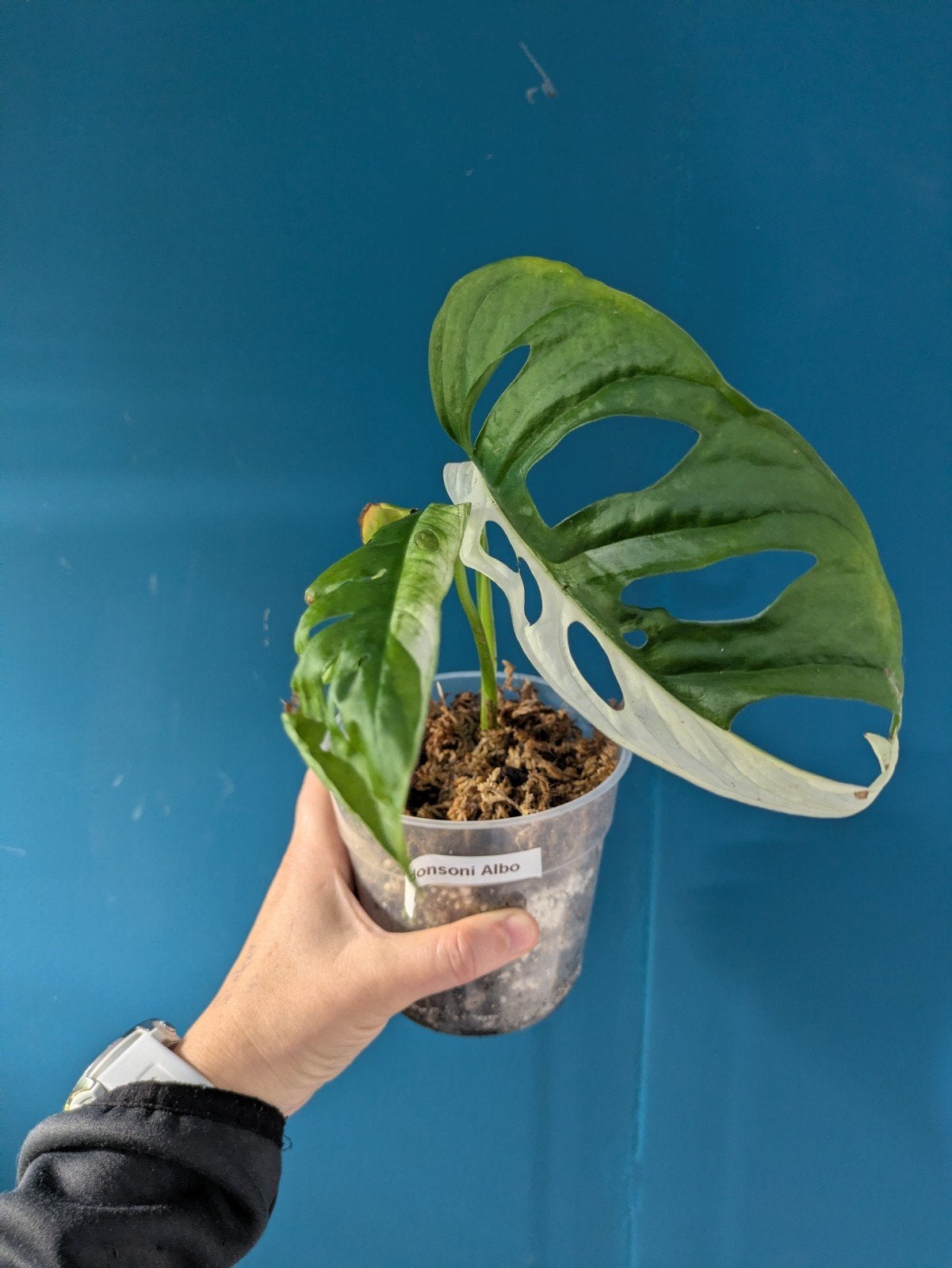 Monstera Adansonii Albo variegata plantje, Huis en Inrichting, Kamerplanten, Ophalen of Verzenden, Halfschaduw, Minder dan 100 cm