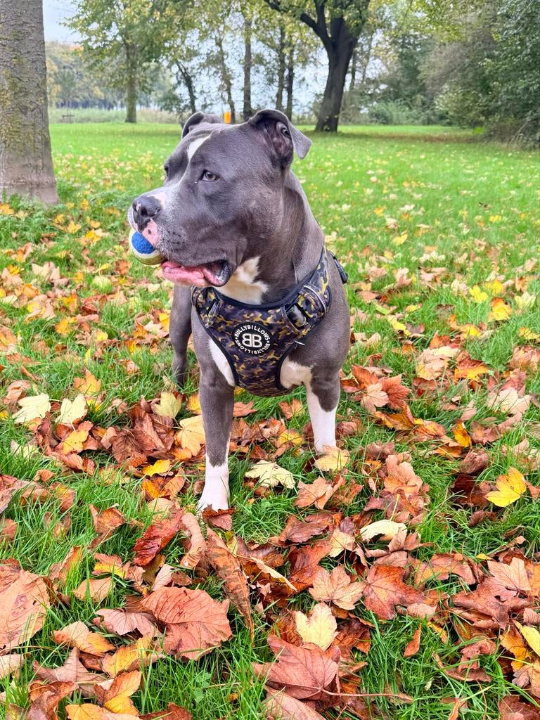 American Bully XL Dekreu, Dieren en Toebehoren, Reu, 1 tot 2 jaar, Eén hond, CDV (hondenziekte)