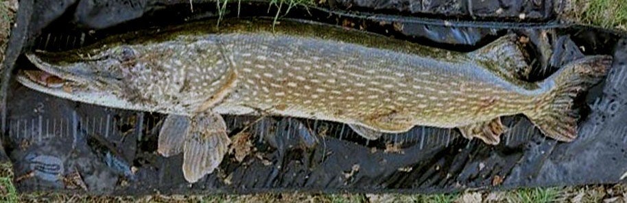 Set SP 03 van 2 grote Polder Snoekspinners met streamer, Ophalen, Nieuw, Complete set