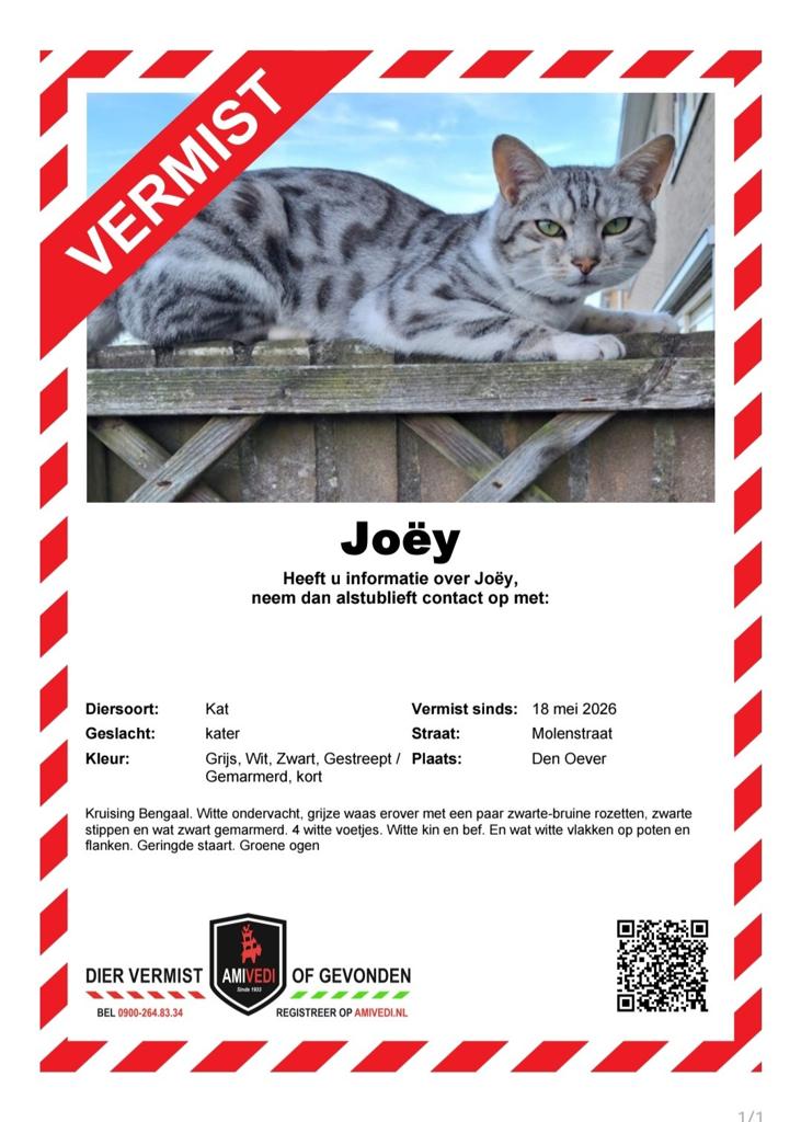 Vermist - Kat Joëy, Kater