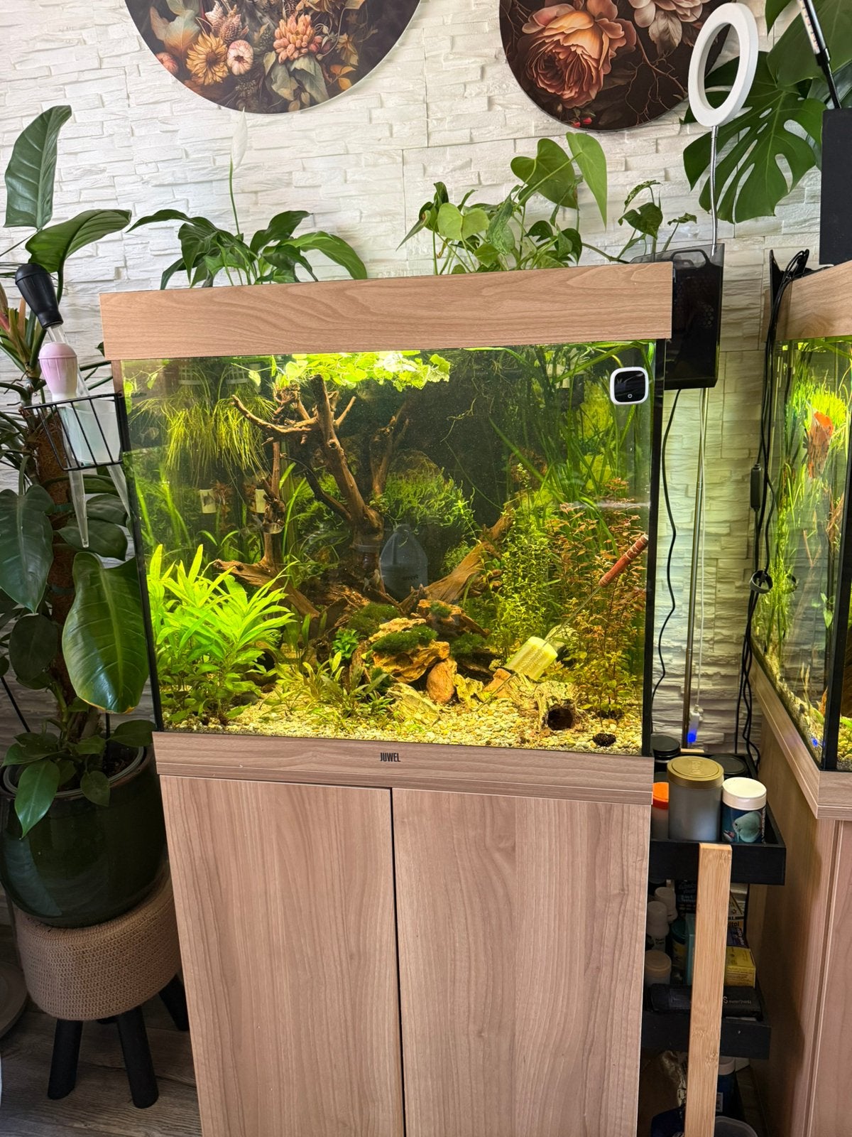 Aquarium Juwel Lido 200, Ophalen, Zo goed als nieuw, Gevuld zoetwateraquarium
