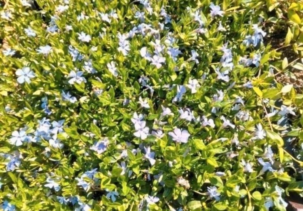Vinca minor wit, blauw, paars, Ophalen, Bodembedekkers, Vaste plant, Halfschaduw