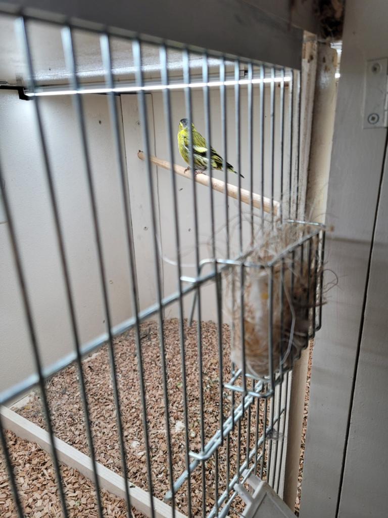 Sijs man, Dieren en Toebehoren, Vogels | Overige Vogels, Mannelijk, Wildzangvogel, Geringd