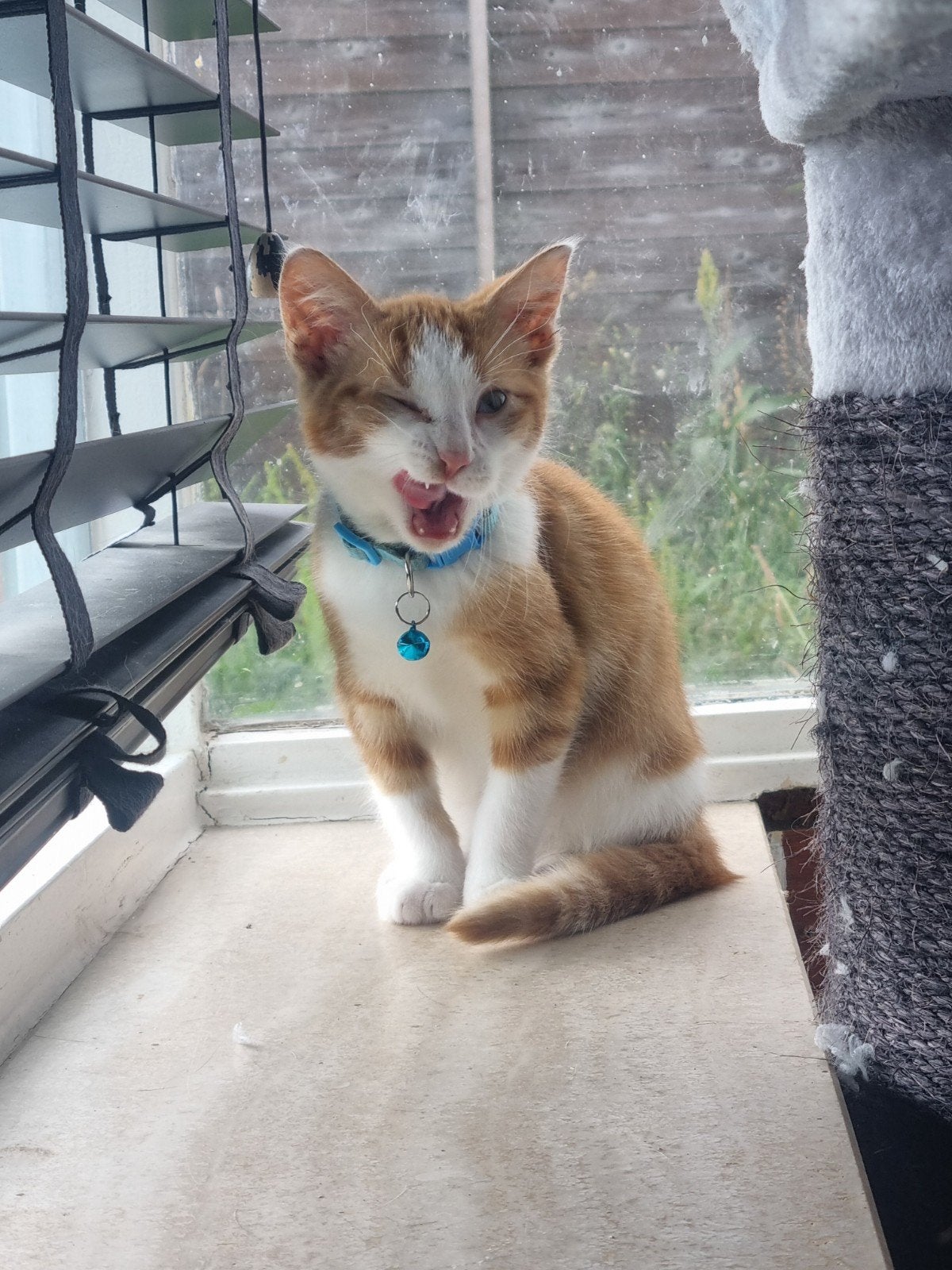 Lieve katten te koop!, Kater, Kortharig, 0 tot 2 jaar