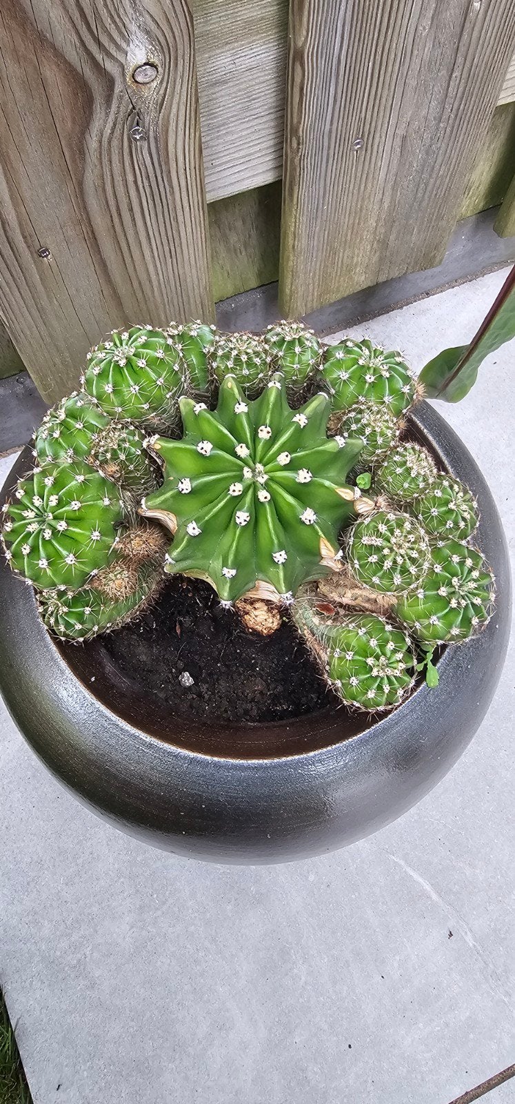 Echinopsis oxygona stekjes – Prachtige bloeier! (4 voor €15, Ophalen of Verzenden, Overige soorten, Volle zon