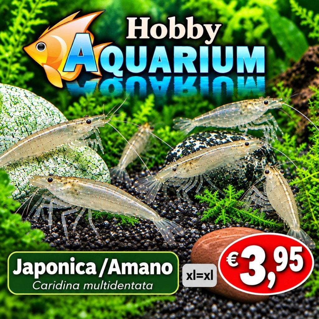Japonica/Amano xl=xl garnalen, Kreeft, Krab of Garnaal, Zoetwatervis, Schoolvis