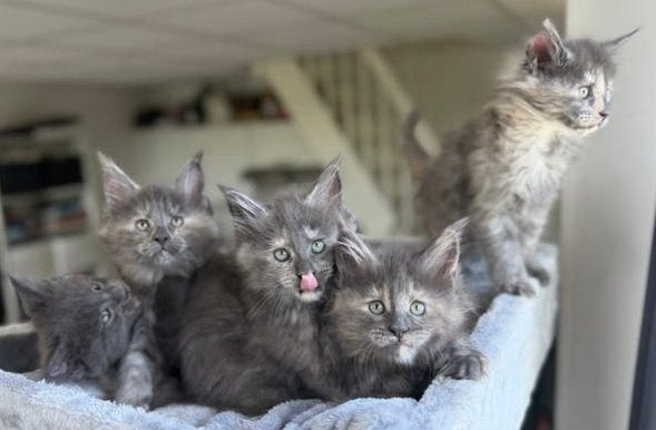 Maine Coon Kittens, Meerdere dieren, Ontwormd