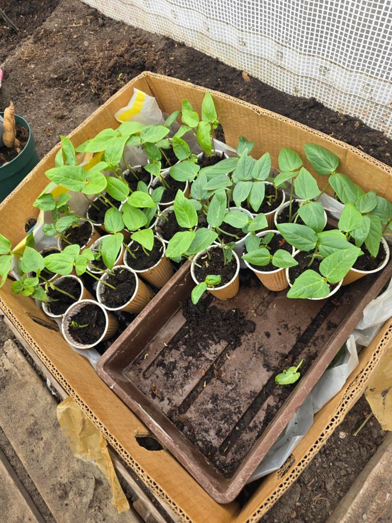 Te koop: Surinaamse kousband plantjes, Volle zon, Groenteplanten, Eenjarig, Ophalen of Verzenden