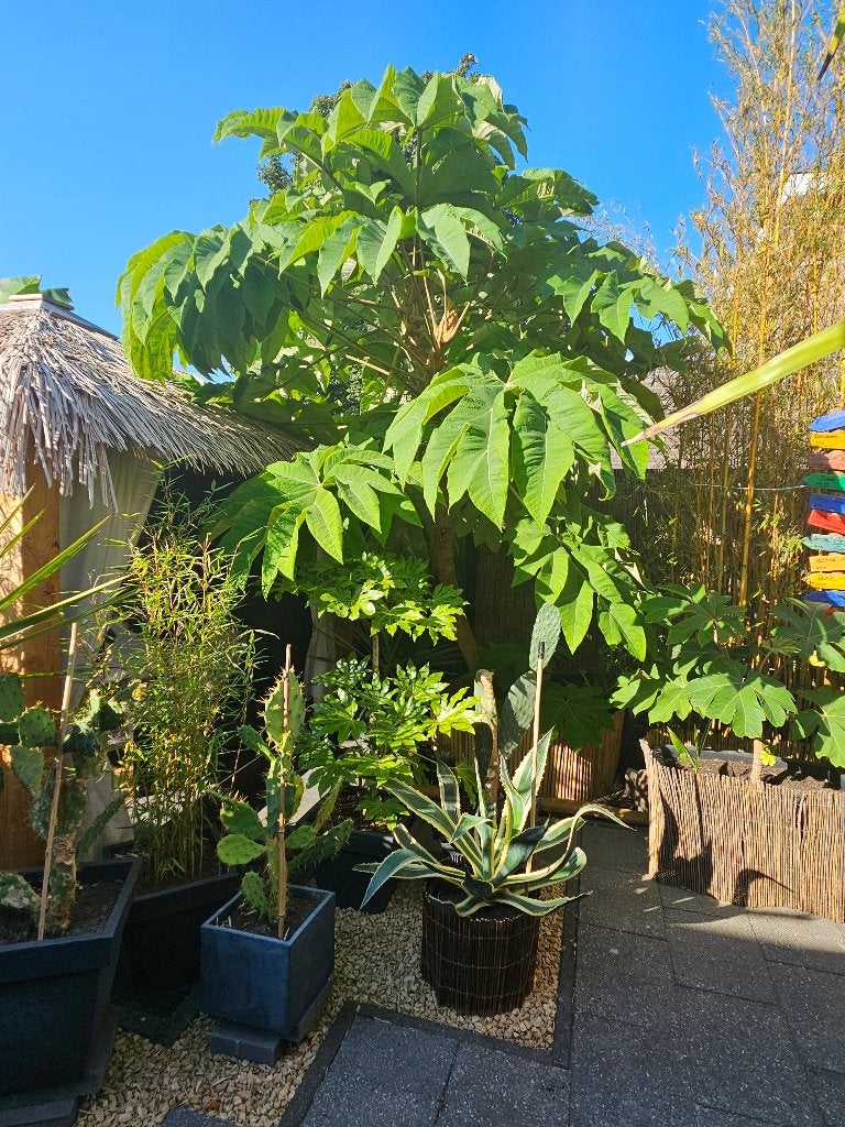Tetrapanax (Rijstpapierplant), Ophalen, Vaste plant, Overige soorten, Volle zon