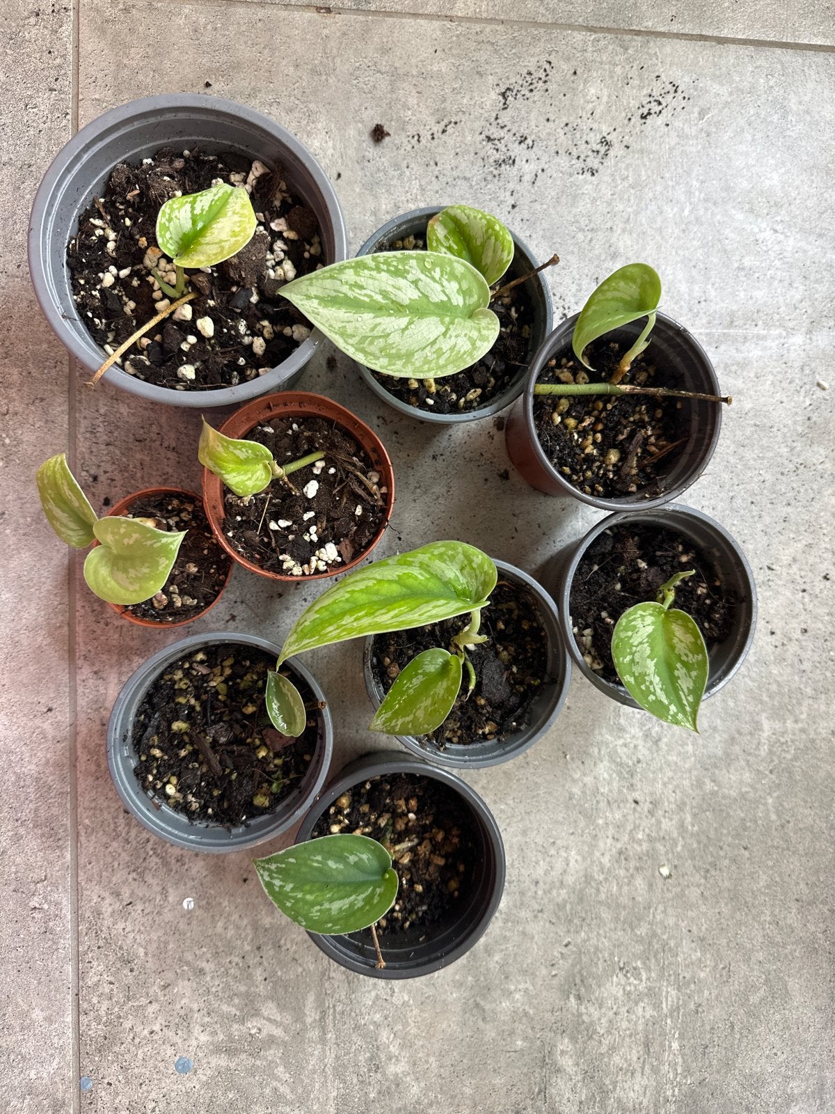 Verschillende Scindapsus stekjes: Silver Splash, Pictus, Sil, Huis en Inrichting, Ophalen of Verzenden