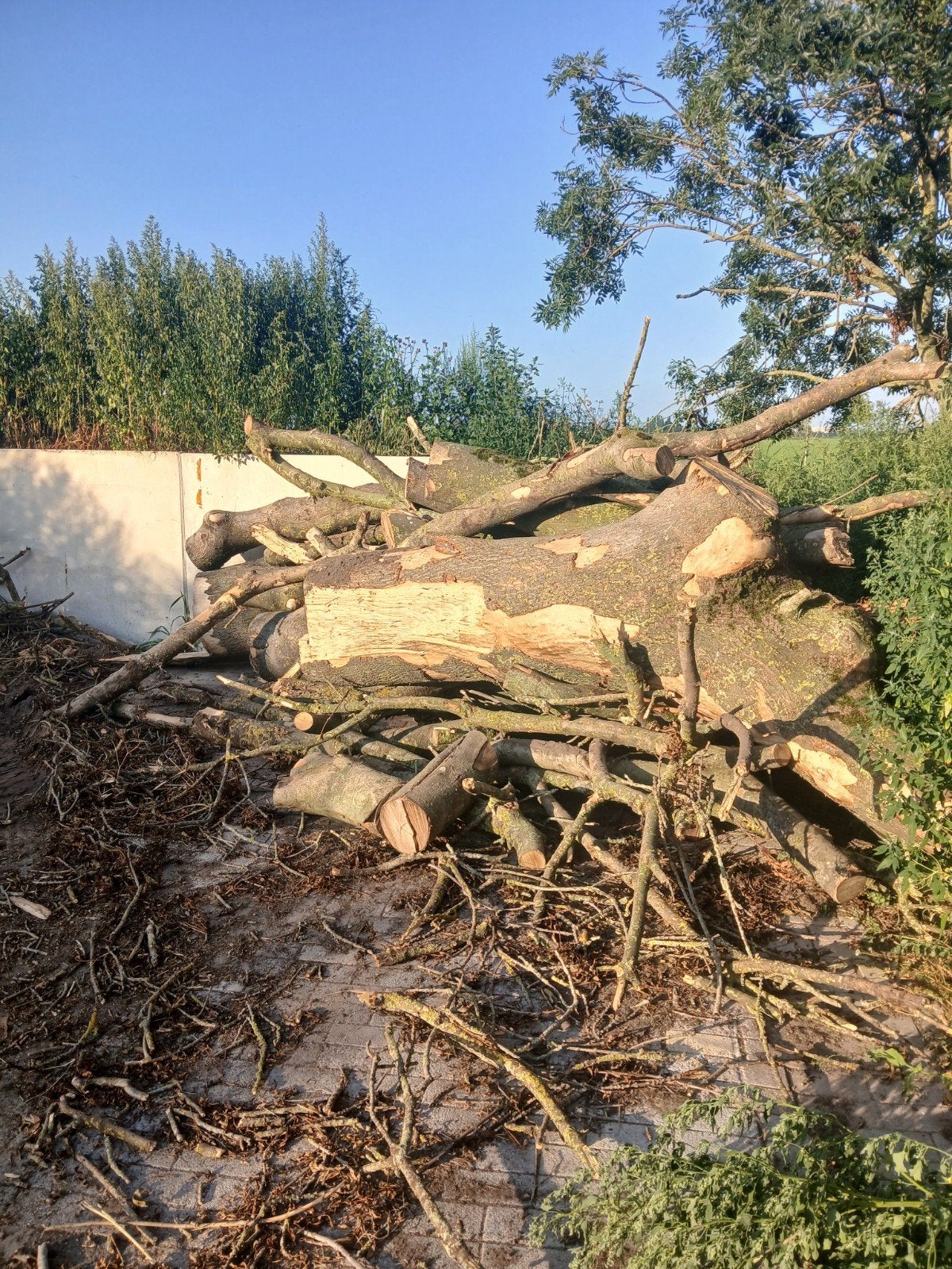 Essen brandhout, ruim 5 kuub,, Tuin en Terras, Haardhout, 3 tot 6 m³, Ophalen of Verzenden, Essenhout, Blokken