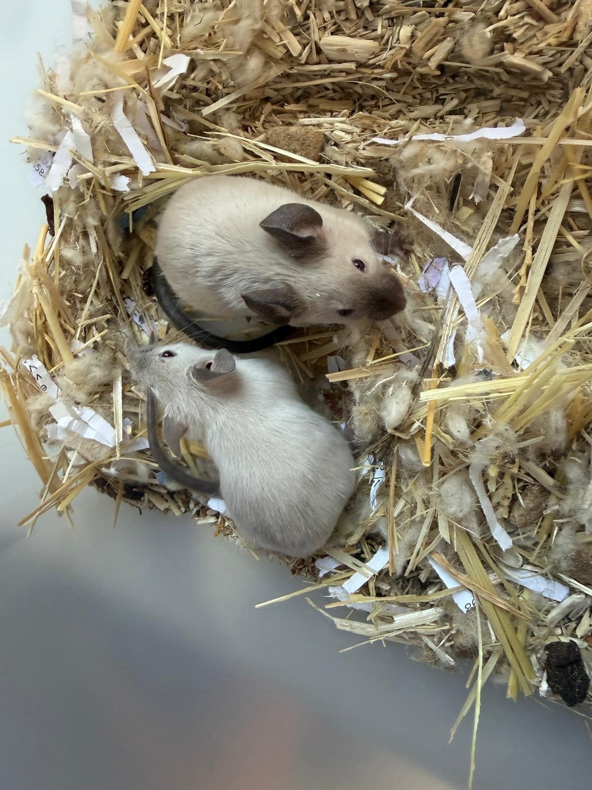 Engelse muizen, Muis, Meerdere dieren, Tam, September