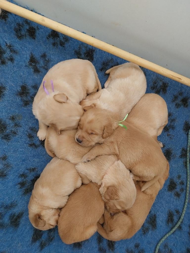 Hele mooie Retrieverpups, Dieren en Toebehoren, Honden | Retrievers, Spaniëls en Waterhonden, 8 tot 15 weken, Labrador retriever