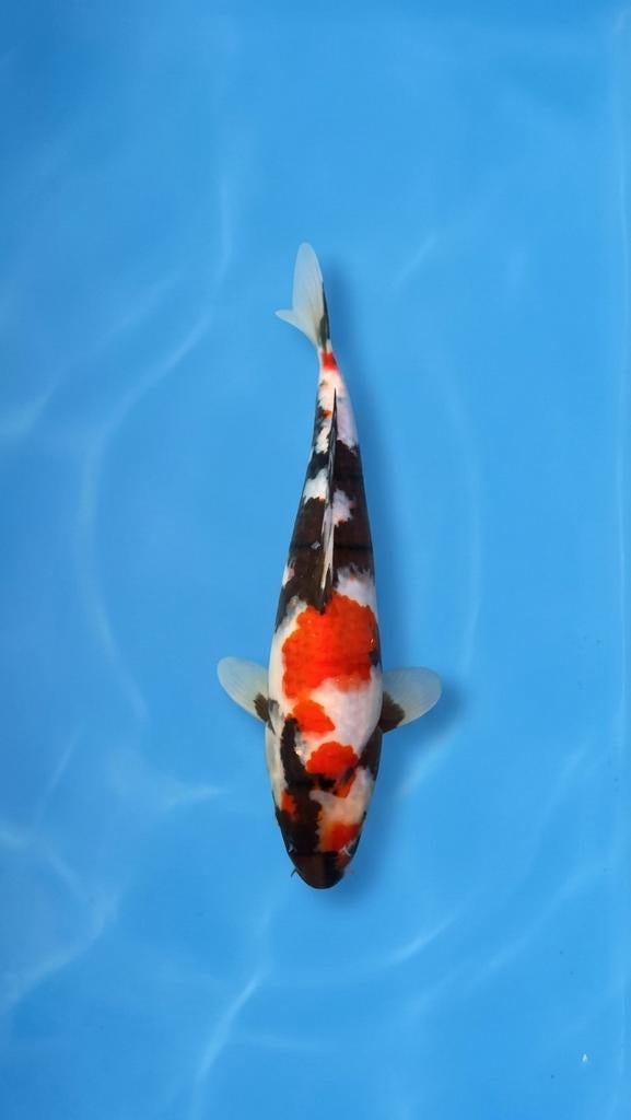 Nieuwe Zending Handpick Tosai Japanesekoi 22/38 cm, Karper of Koi