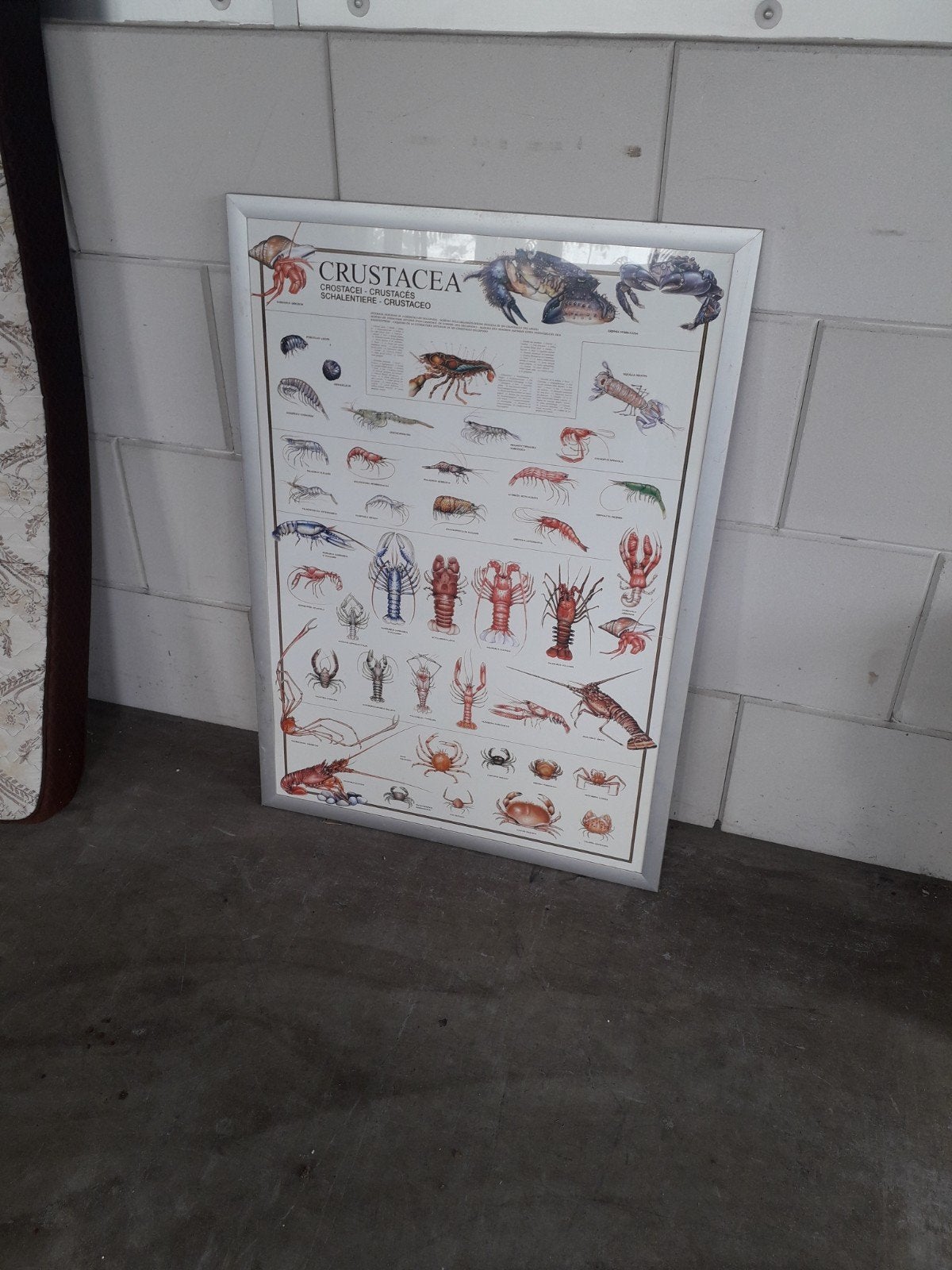Grote lijst met informatie over KREEFT, Ophalen, 103 cm, Zo goed als nieuw, Fotolijst
