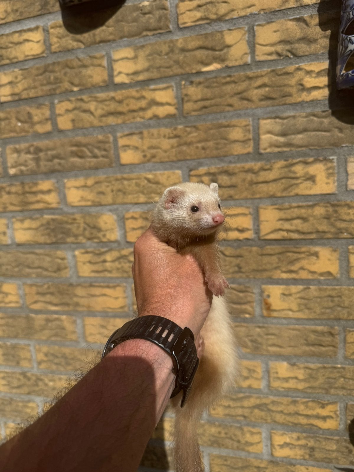 Fret, sandyfret, sandymoertje, Dieren en Toebehoren, Overige Dieren, Mei, Vrouwelijk