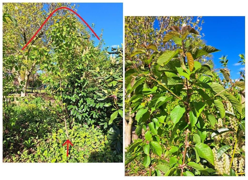 Kers?, Tuin en Terras, Planten | Bomen, Ophalen, Lente, Volle zon, Overige soorten