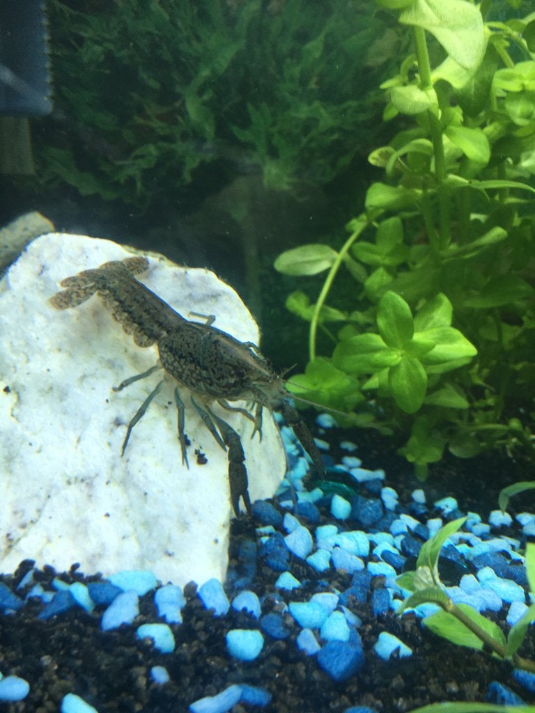 Kreeft ( gratis), Dieren en Toebehoren, Vissen | Aquariumvissen, Kreeft, Krab of Garnaal