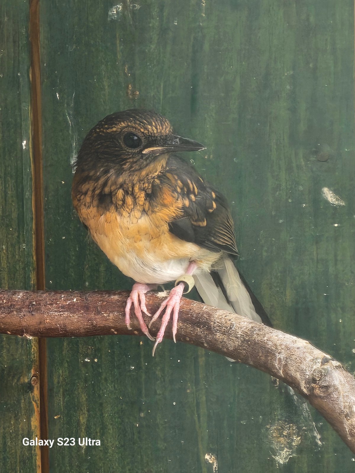 schamalijster, Dieren en Toebehoren, Vogels | Overige Vogels, Mannelijk