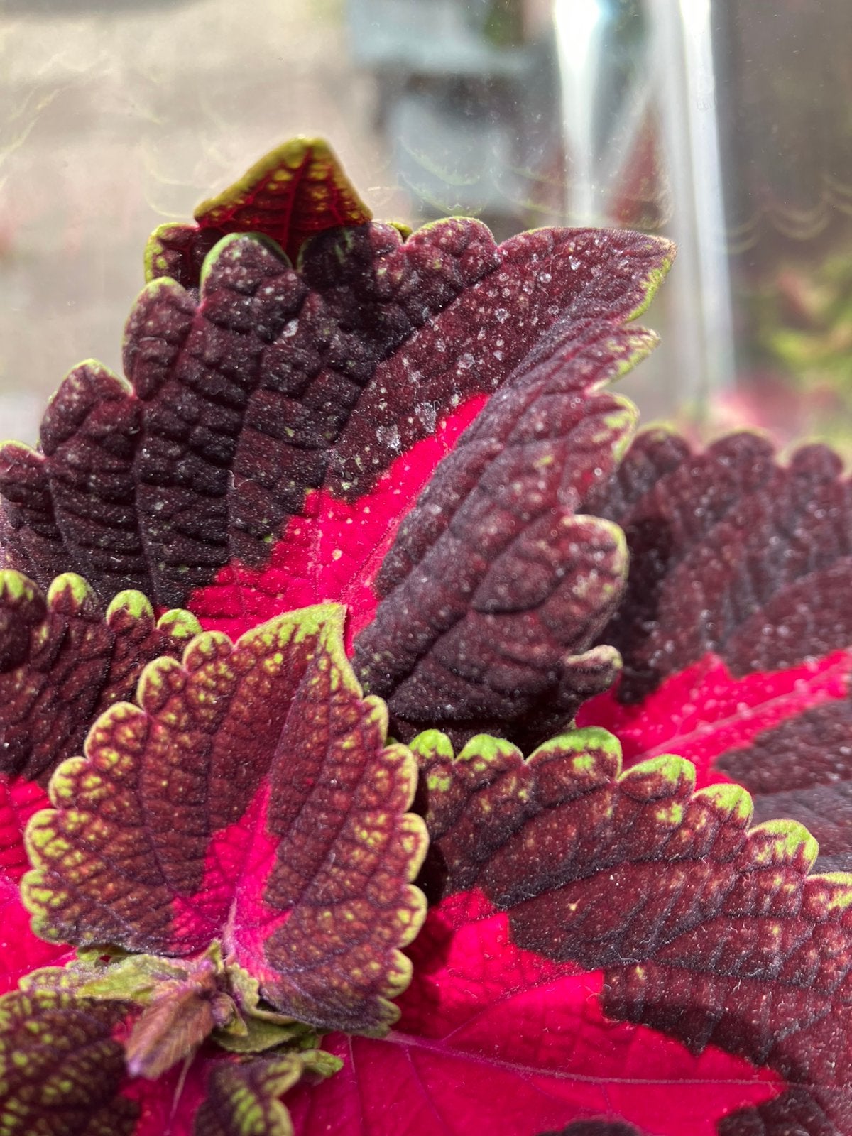 Coleus/siernetel planten, Ophalen, Volle zon