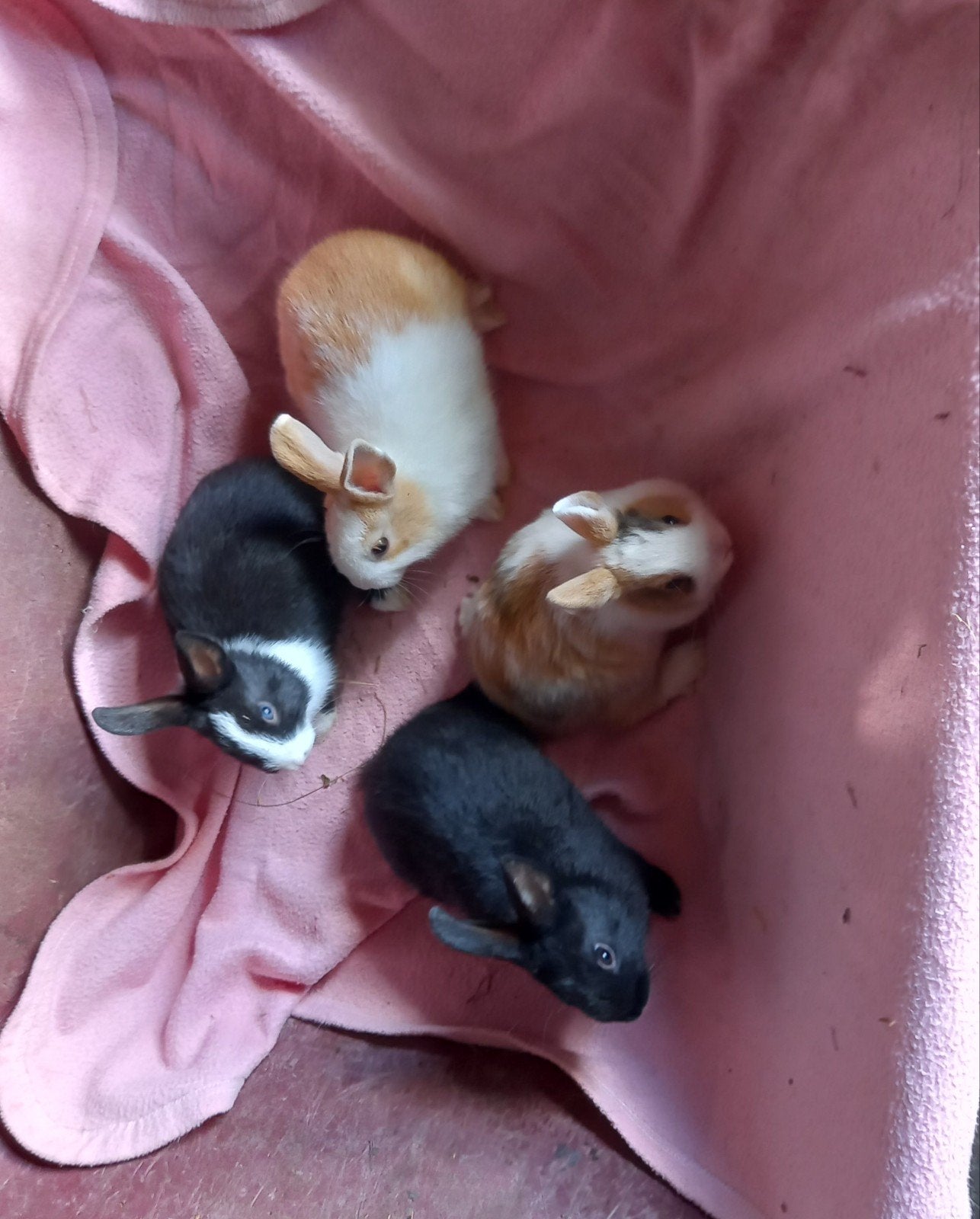 Dwergkonijnen, Dieren en Toebehoren, Konijnen, Meerdere dieren, Dwerg