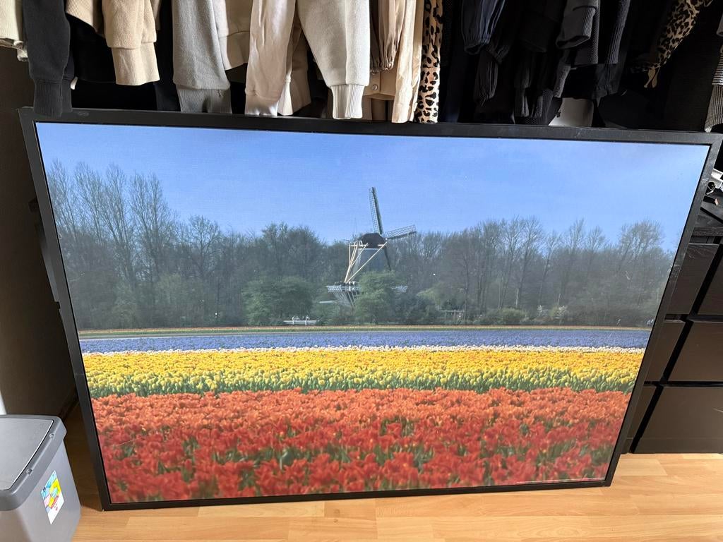 Ingelijste poster 'Molen tussen de tulpen in Nederland', Ophalen, Gebruikt, 50 tot 75 cm, 75 tot 100 cm