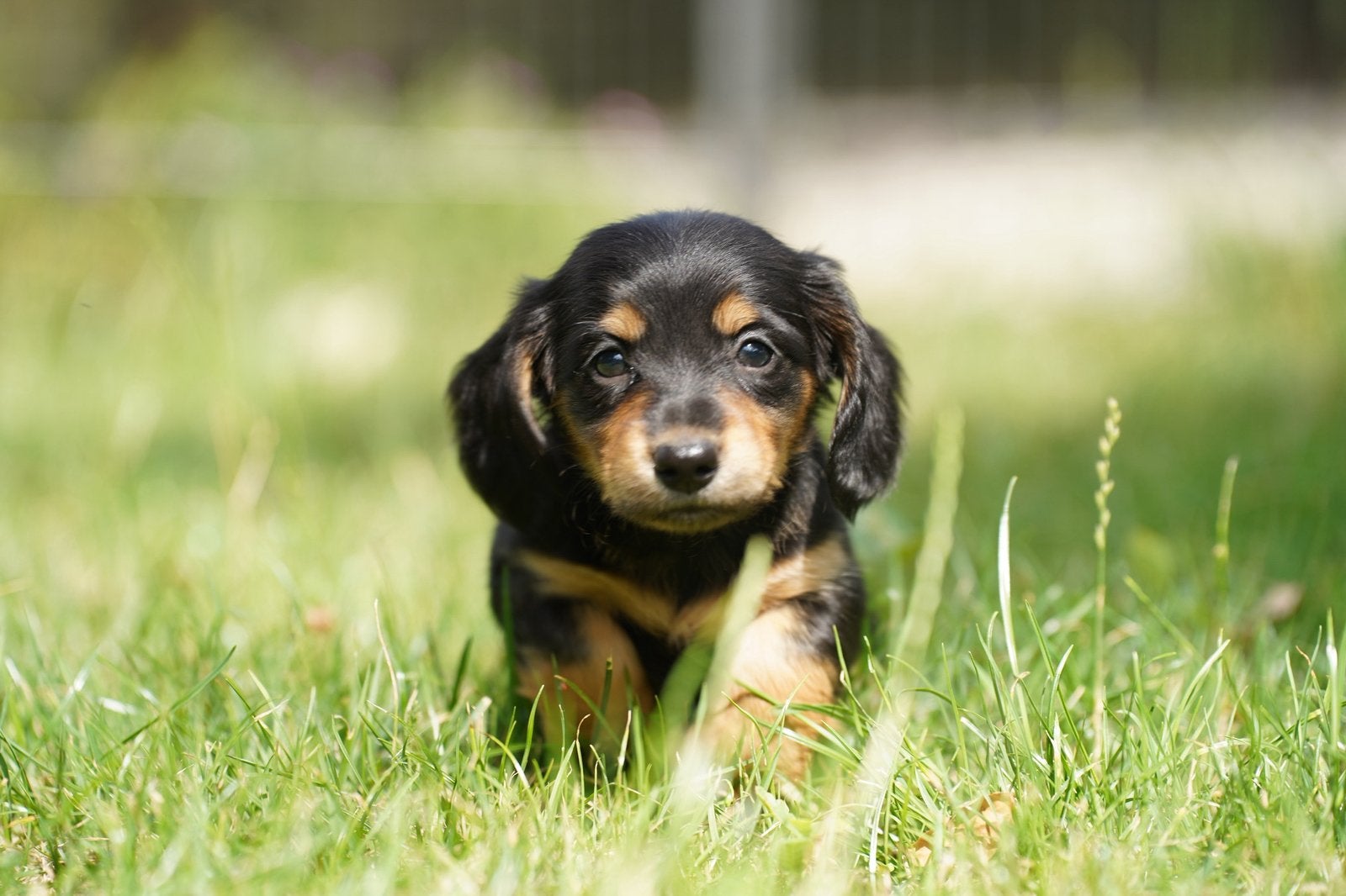Langharige Teckel pups, Dieren en Toebehoren, Parvo, Nederland, 8 tot 15 weken, Dwerg