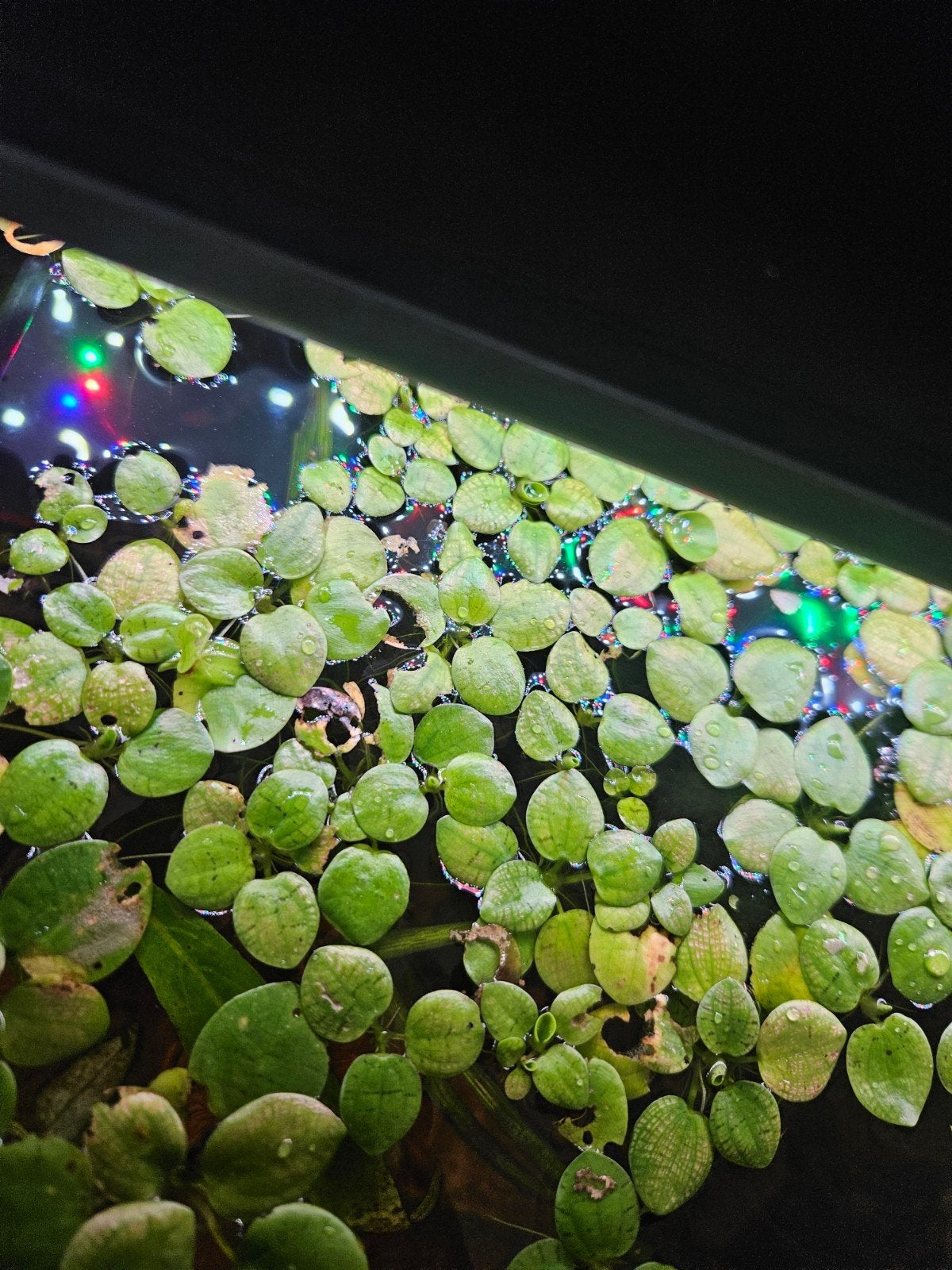 Amazone kikkerbeet, Dieren en Toebehoren, Vissen | Aquaria en Toebehoren, Ophalen