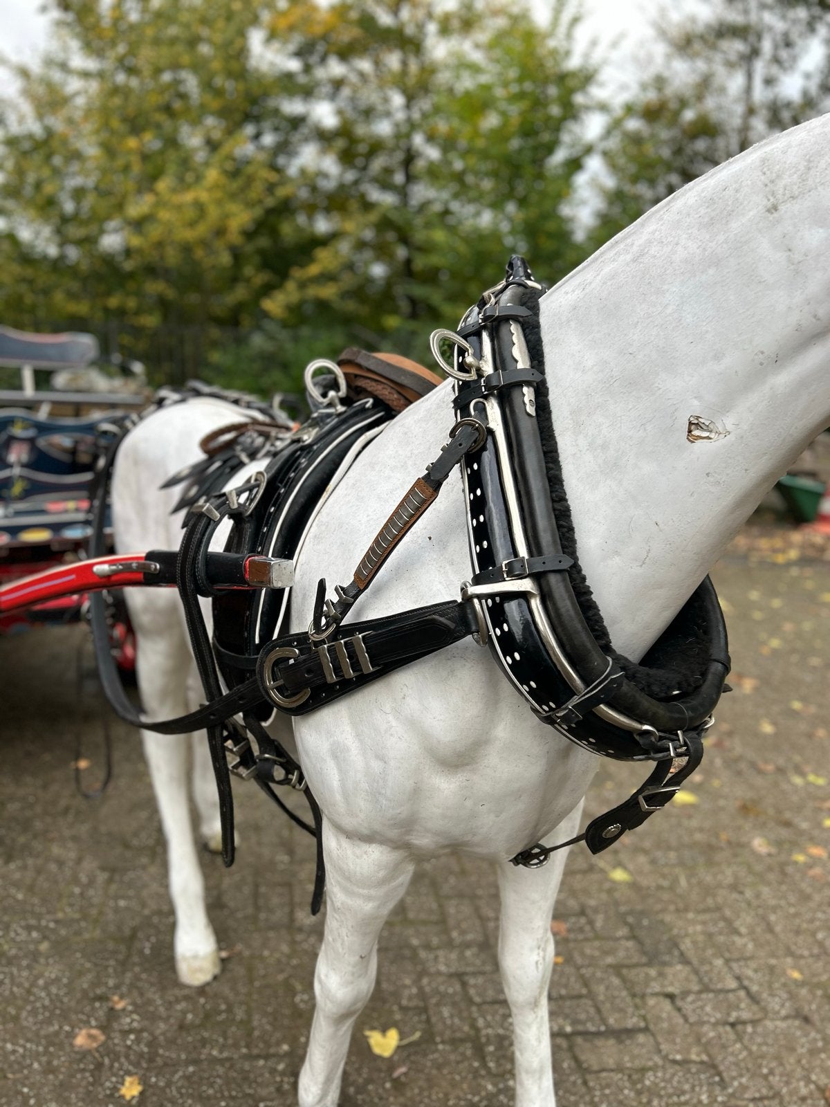 Te koop: Luxe enkelspan tuig – zwart lakleer met RVS beslag, Dieren en Toebehoren, Paarden en Pony's | Hoofdstellen en Tuigage