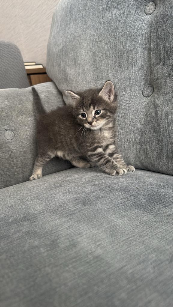 Kittens, Dieren en Toebehoren