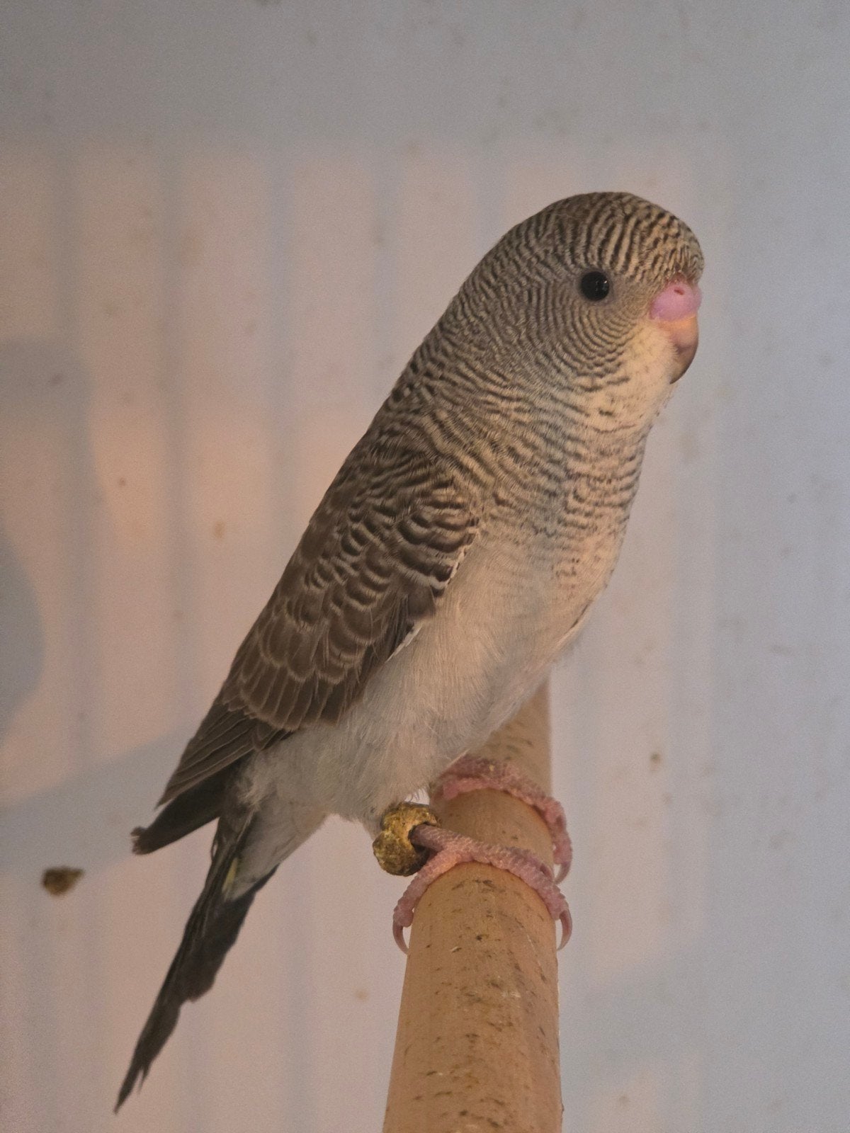 Blackwing split Blackface man, Dieren en Toebehoren, Vogels | Parkieten en Papegaaien, Mannelijk, Parkiet, Geringd