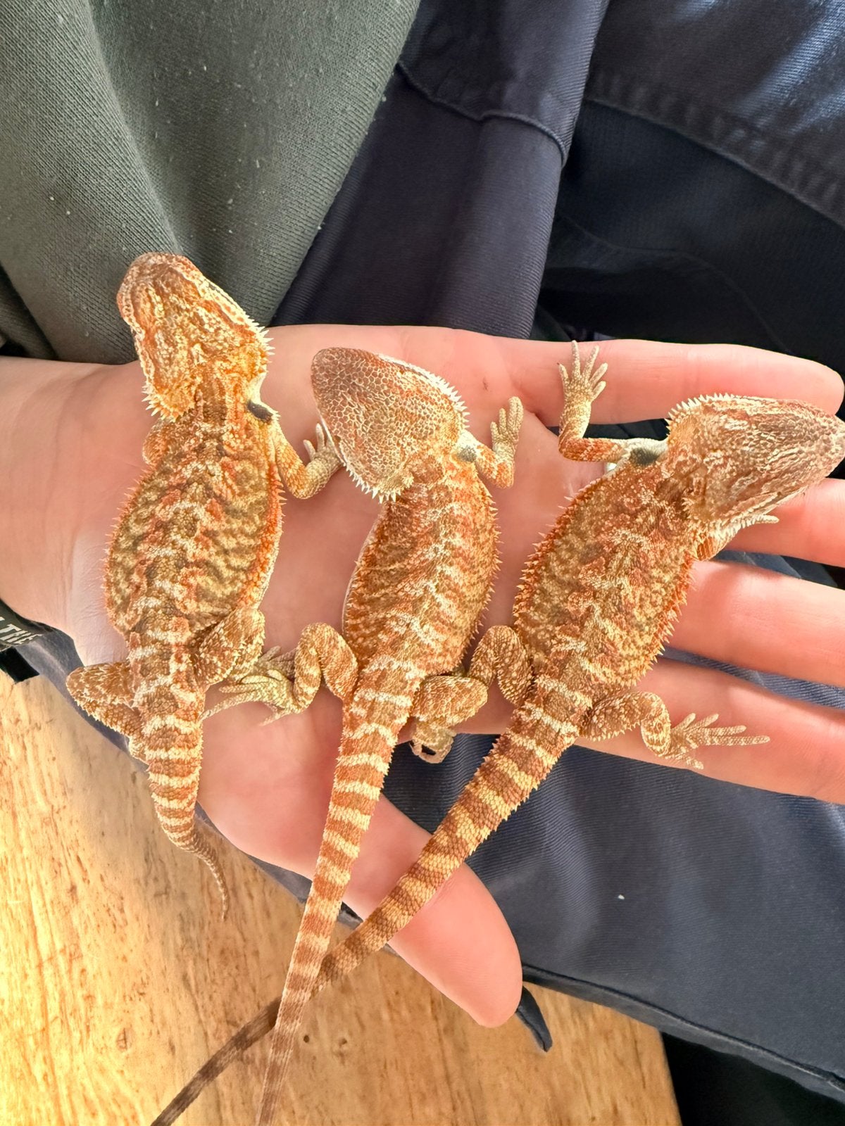 Baardagaam ( Pagona Vitticeps ) Bearded Dragon photo 7
