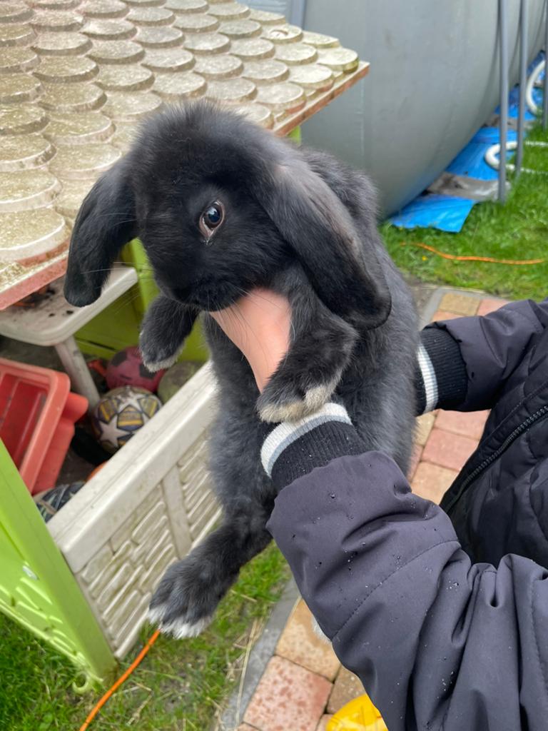 Jongen franse hangoor raszuiver, Dieren en Toebehoren, Konijnen, Meerdere dieren, Groot, Hangoor, 0 tot 2 jaar