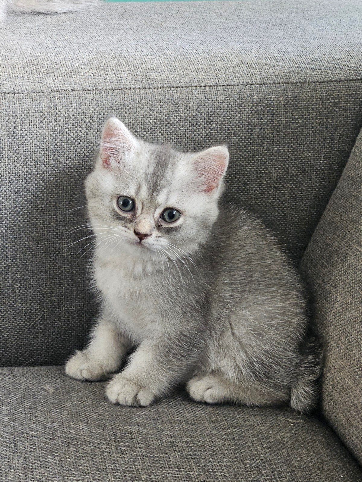 britse korthaar kittens, Dieren en Toebehoren, Katten en Kittens | Raskatten | Korthaar