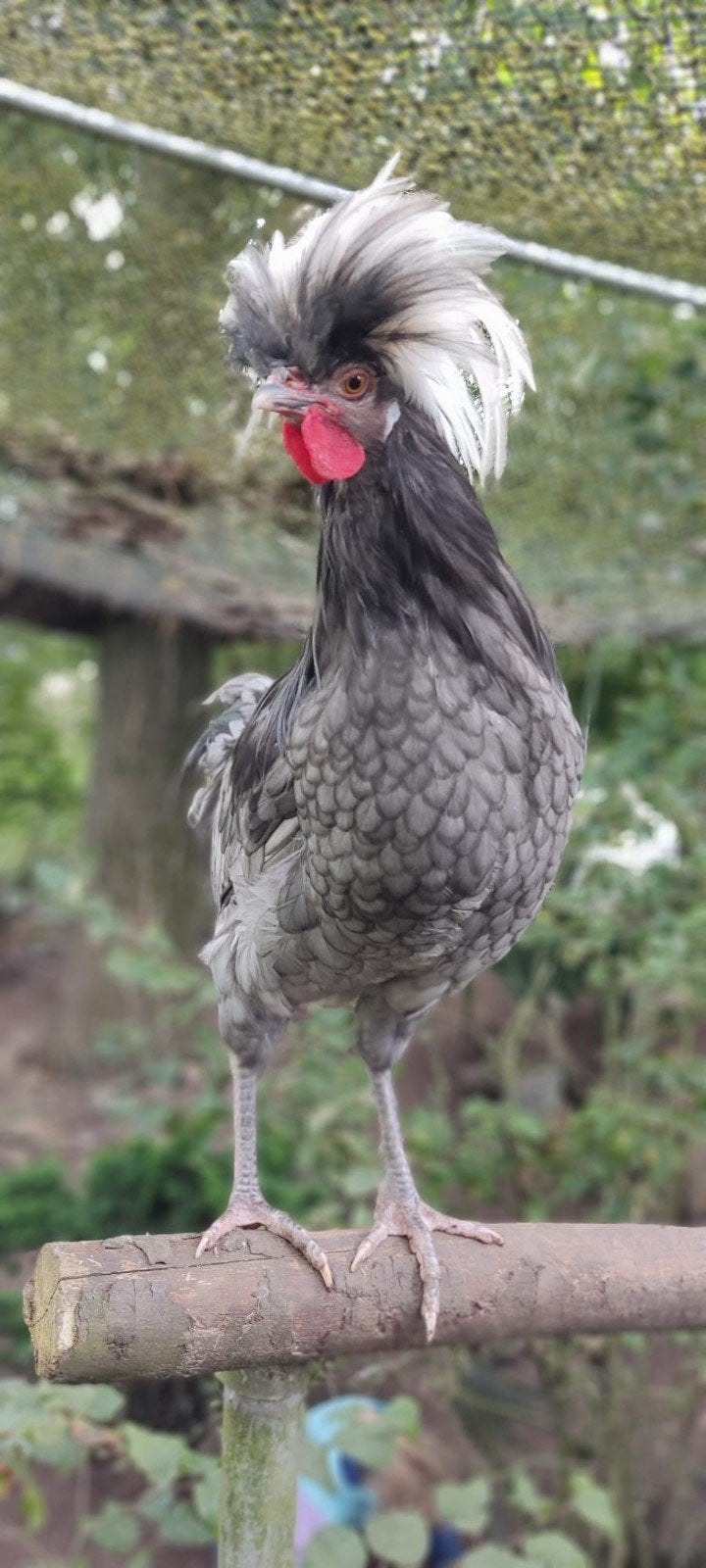 Hollandse kuifhoen haan koekkoek, Dieren en Toebehoren