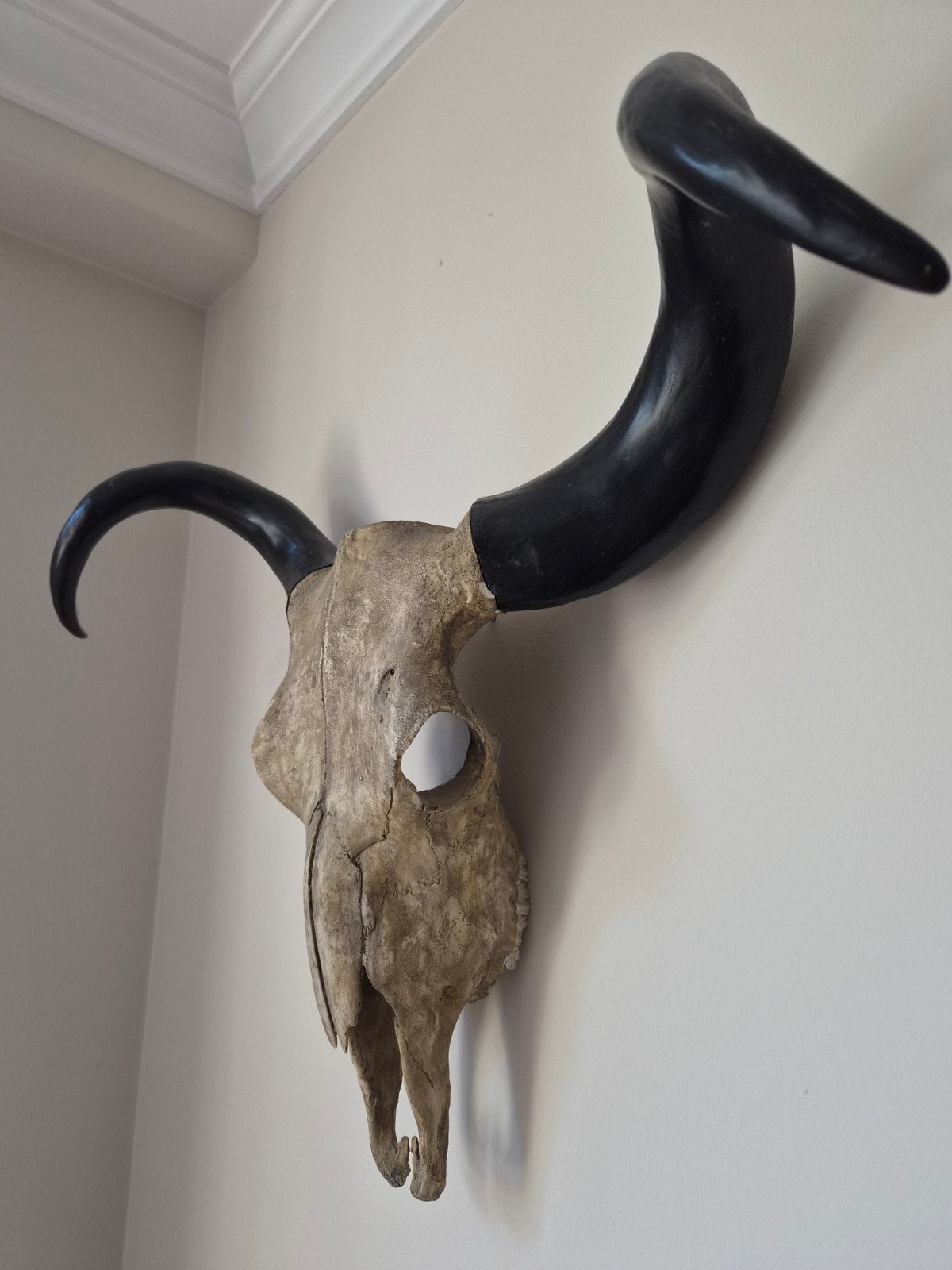 Decoratieve schedel met hoorns, Huis en Inrichting, Ophalen, Zo goed als nieuw, Meerkleurig, Natuurlijk materiaal