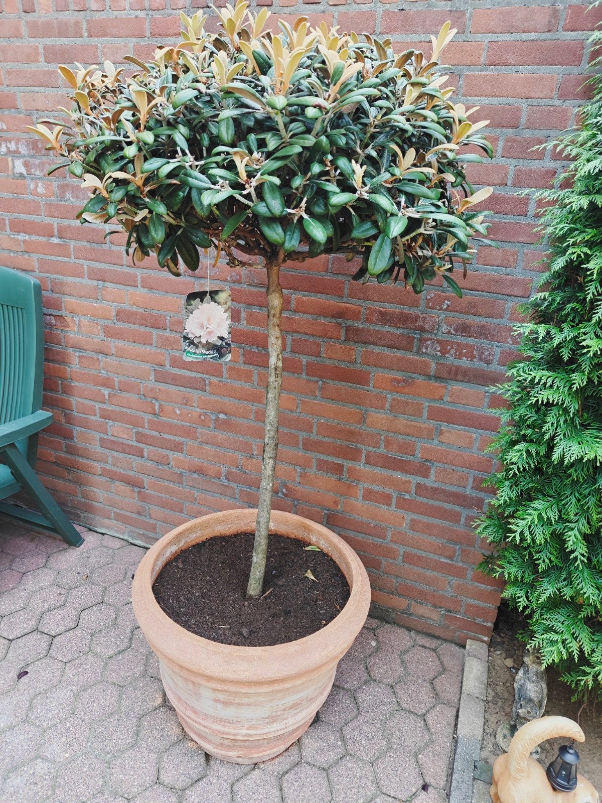prachtige grote rhododendron tekoop, Tuin en Terras, Volle zon, Ophalen of Verzenden, 100 tot 250 cm, Zomer