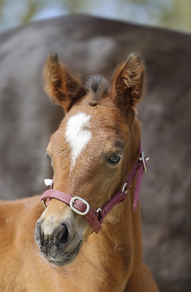 Desert Rose - Appaloosa x Gelders merrie veulen, Dieren en Toebehoren, Niet van toepassing, Dressuurpaard, 0 tot 2 jaar, Merrie