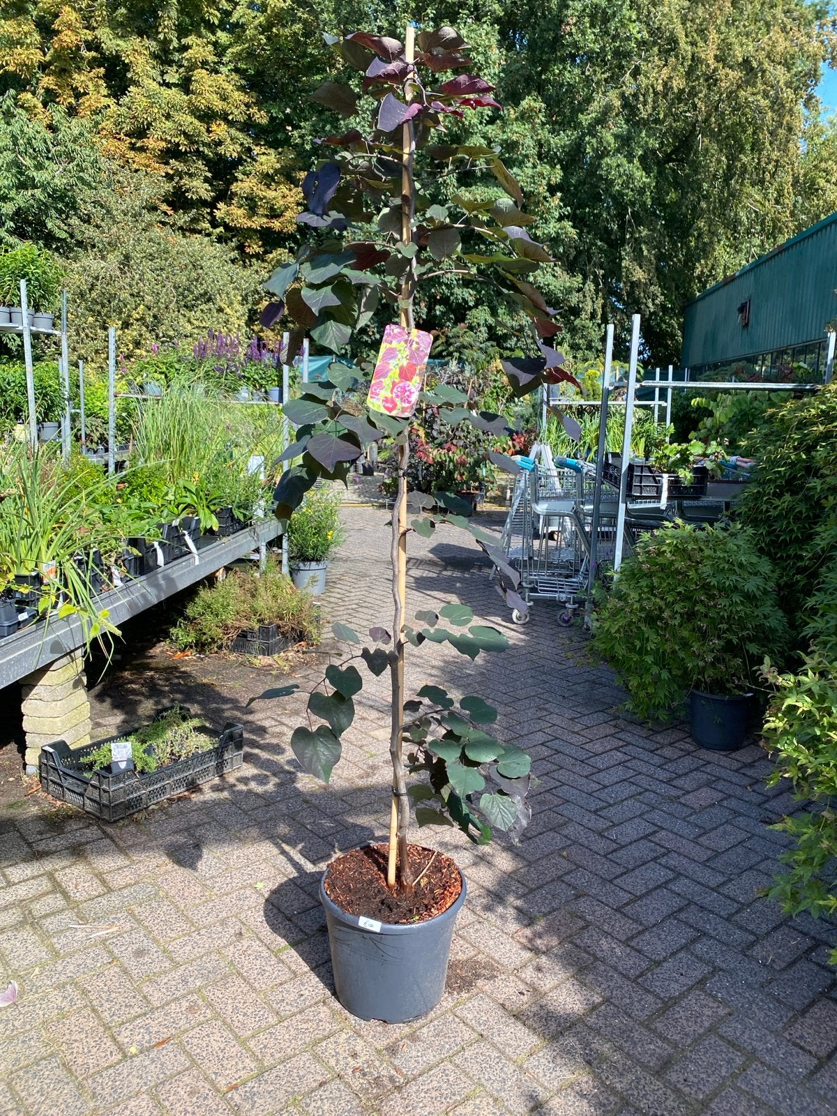 Cercis canadensis 'Ruby Falls' - Treurboom 1,90 hoog, Treurboom, Lente, 100 tot 250 cm, Ophalen