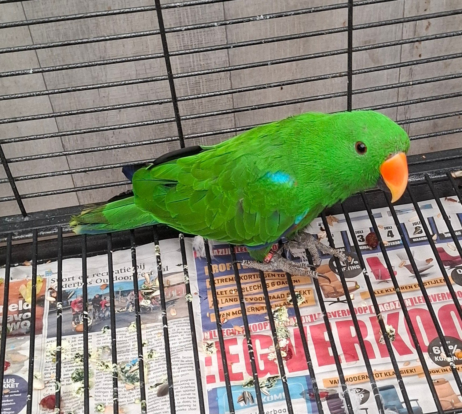 Mooie Edelpapegaai, Dieren en Toebehoren, Vogels | Parkieten en Papegaaien, Mannelijk, Papegaai, Geringd