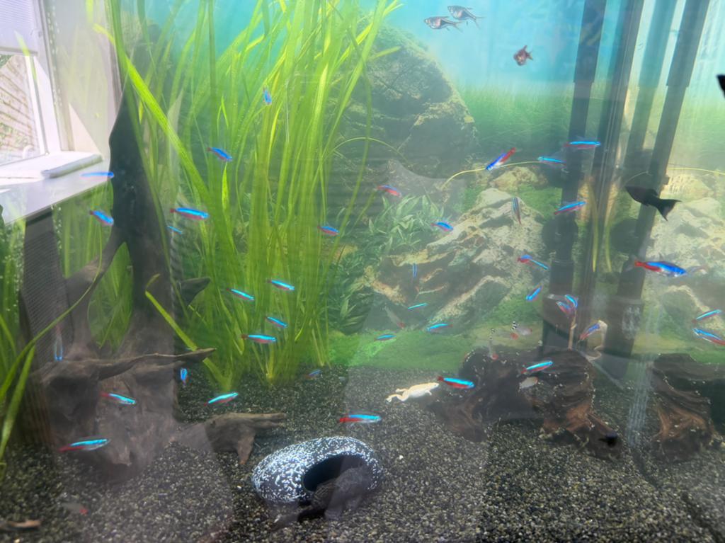 neon tetra's, Dieren en Toebehoren, Vis